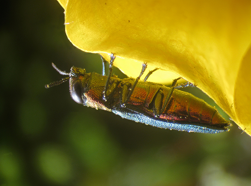 Buprestidae: Anthaxia nitidula? S.